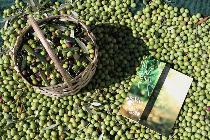 olive-2